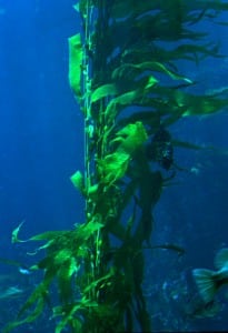 Kelp