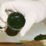 Les algues : miracle ou simple aliment