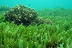 Algue Chlorelle ou Chlorella Algue Chlorelle ou Chlorella