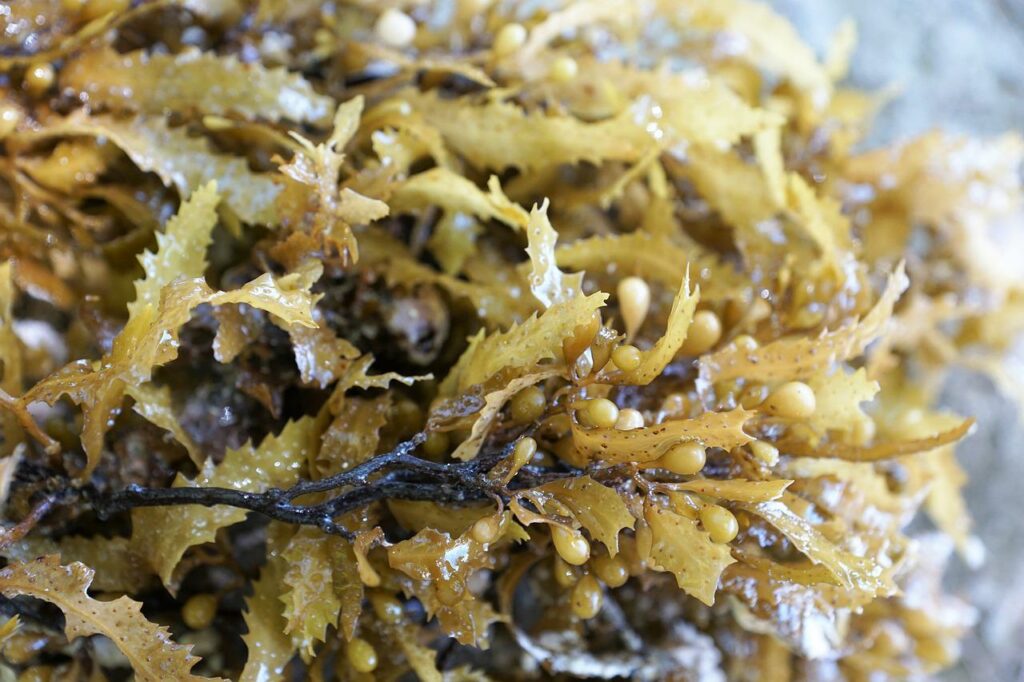 bienfaits algues marines sur la peau