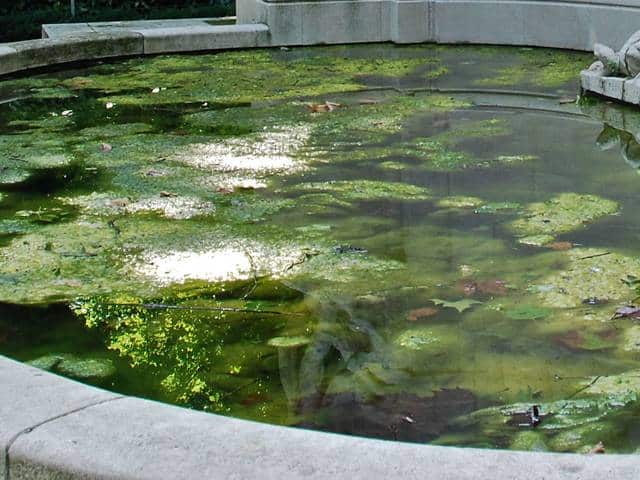 algues vertes dans bassin