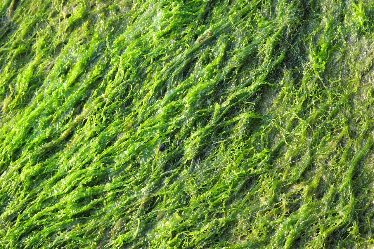 peut on ramasser des algues sur la plage
